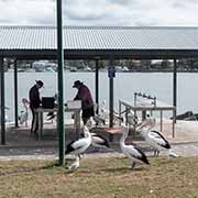 Cleaning fish with hungry pelicans