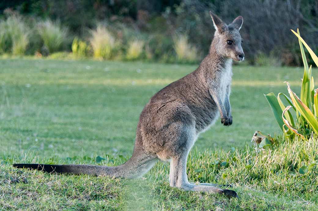 wallaby at Pebbly Beach