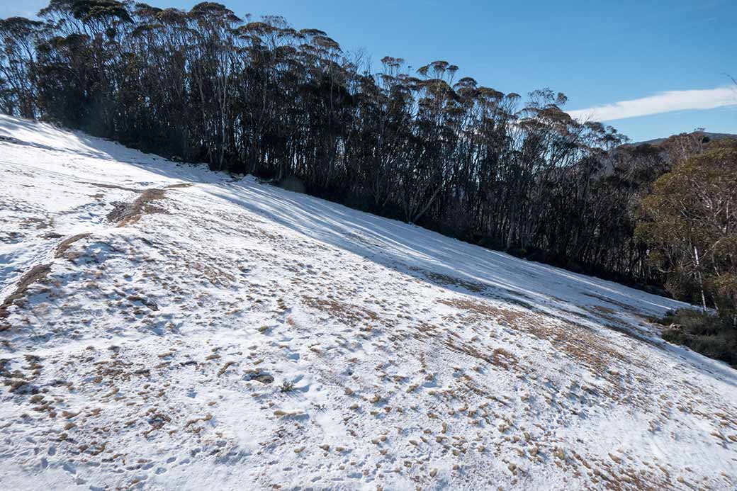 Snowfield, Thredbo