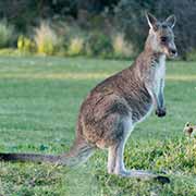 wallaby at Pebbly Beach