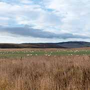 Sheep near Adaminaby