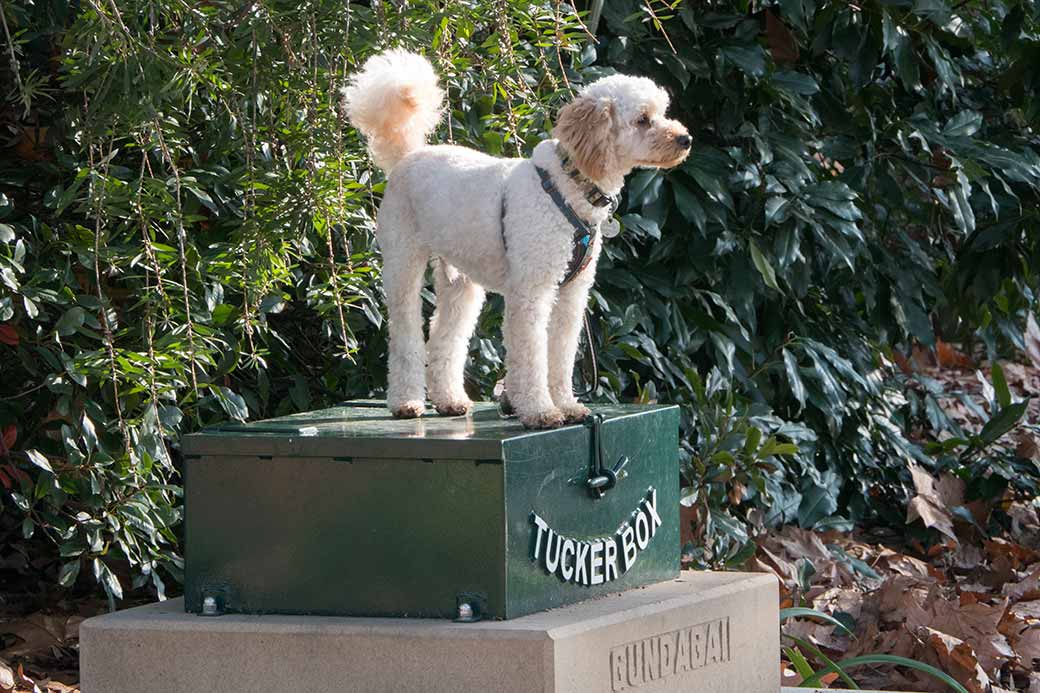 Dog posing on a Tuckerbox