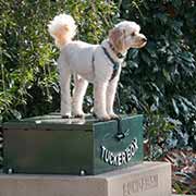 Dog posing on a Tuckerbox