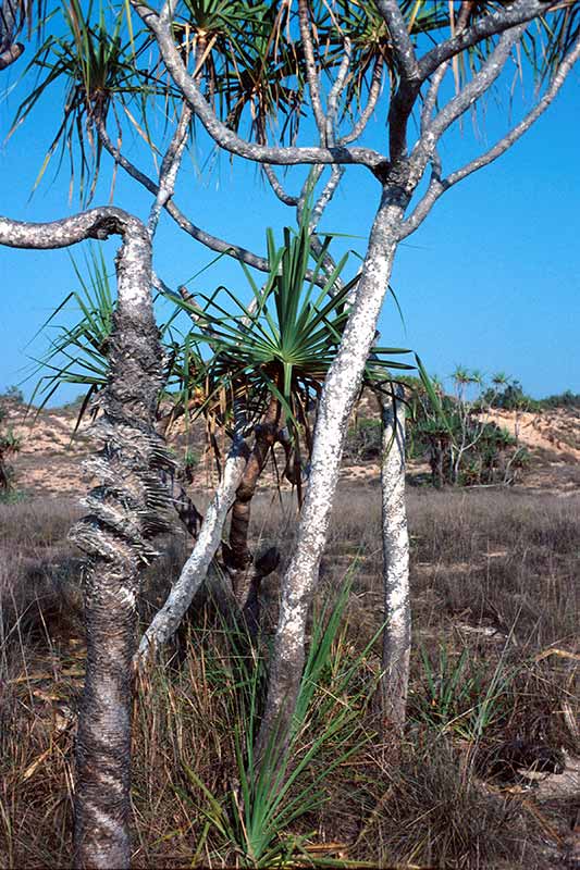 Pandanus palms