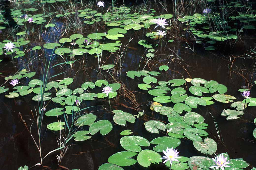 Waterlilies