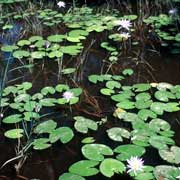 Waterlilies