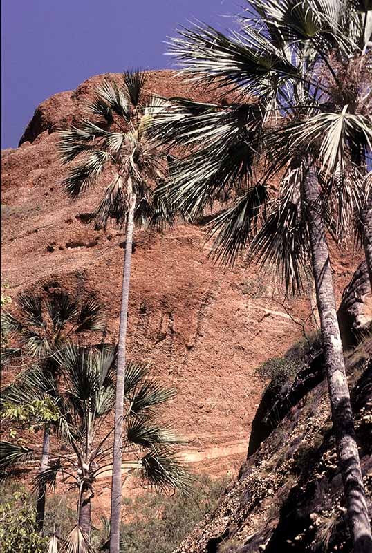 Palms at Echidna Chasm