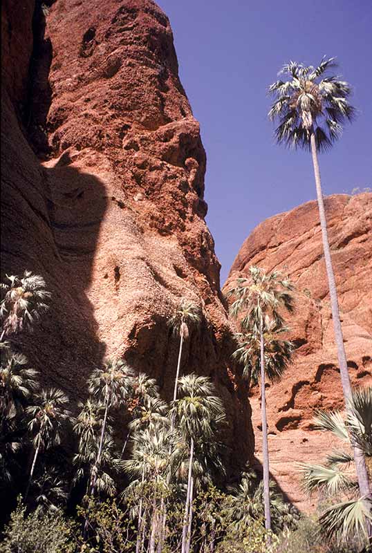 Echidna Chasm