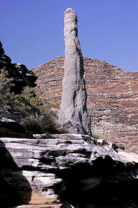 Termite mound