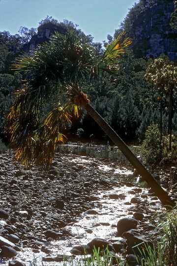 Palm, Carnarvon Gorge