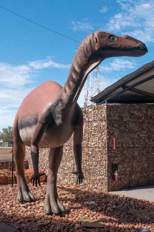 Muttaburrasaurus display