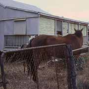 Homestead, Jericho