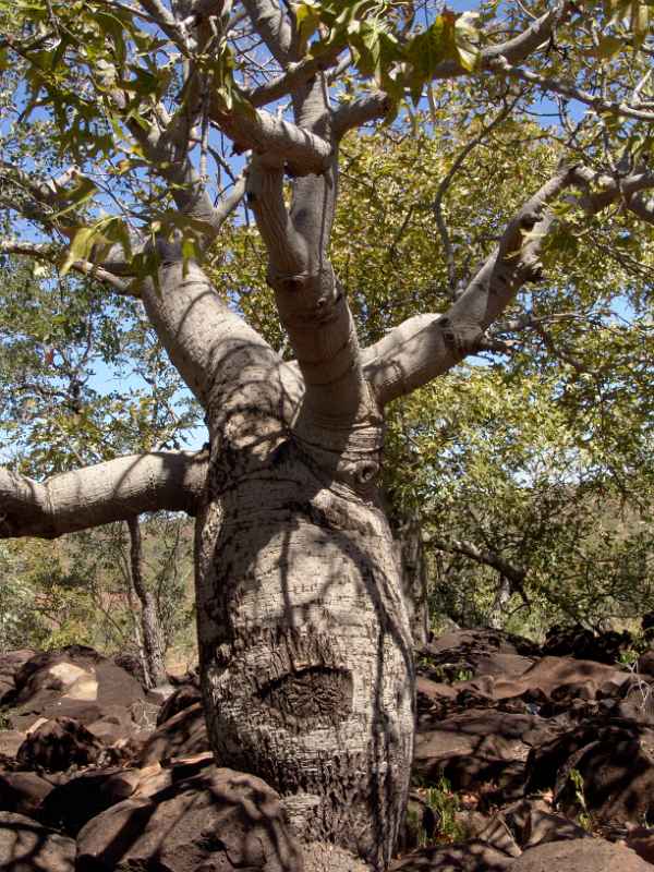 Boab tree