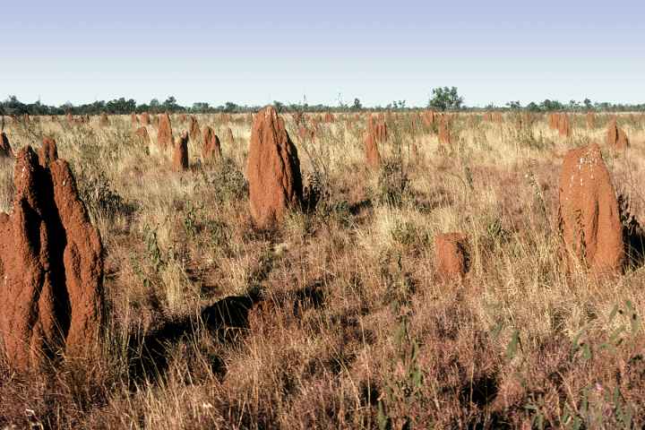 Termite mounds