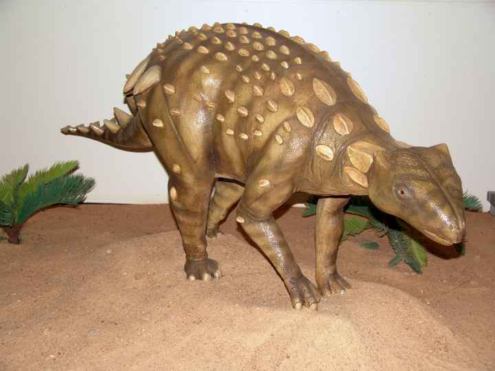 Ankylosaur model