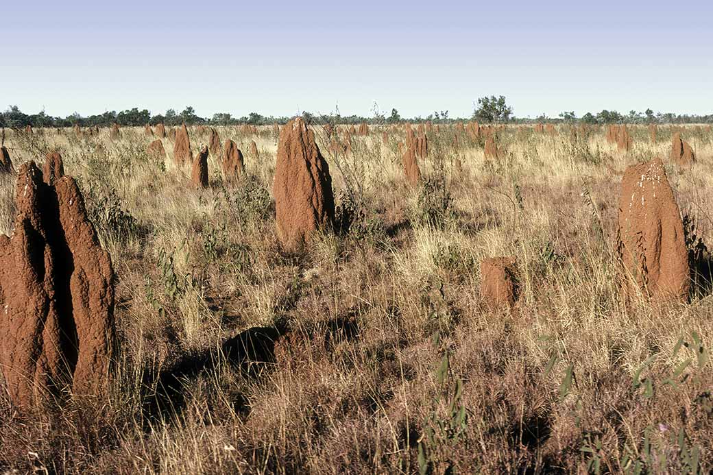 Termite mounds