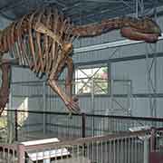 Muttaburrasaurus