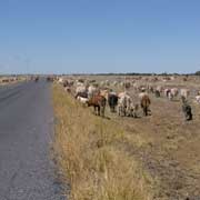 Cattle drive