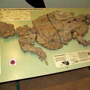 Ankylosaur fossil