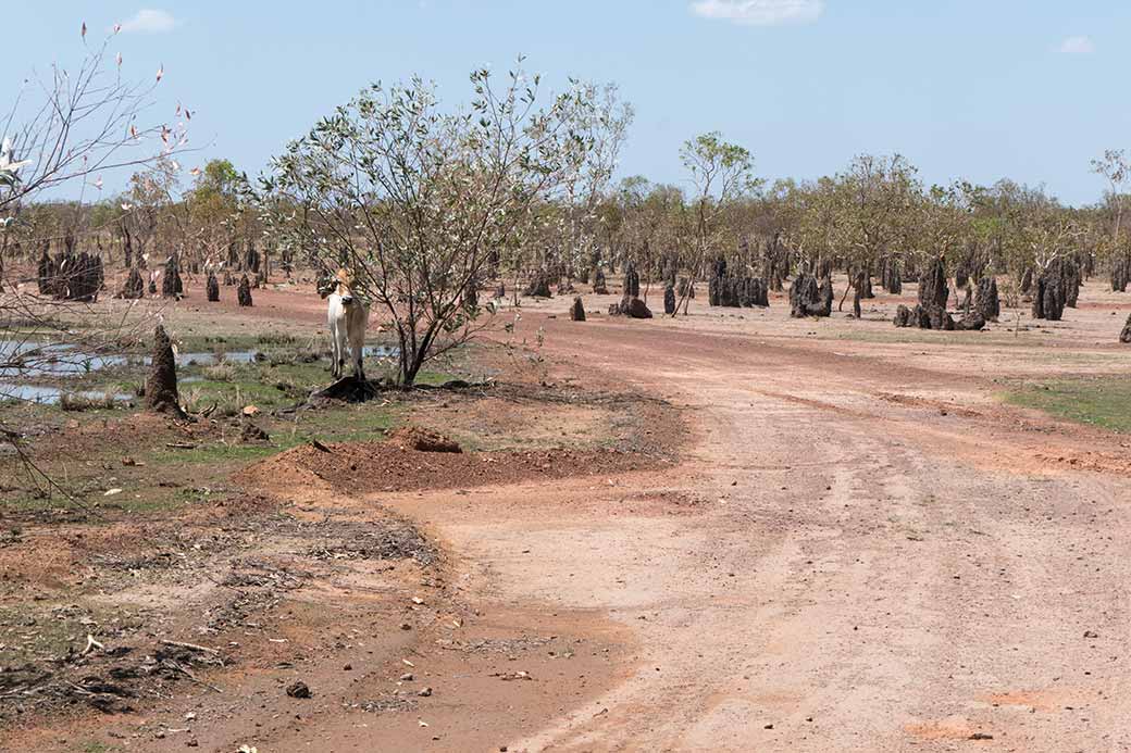 Anthills and cattle along the road