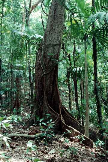 Dunk Island forest