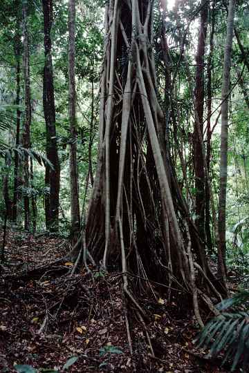 Strangler fig