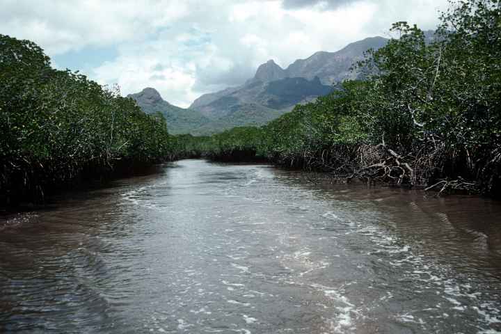 Mangrove forests