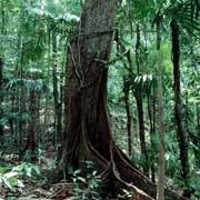 Dunk Island forest