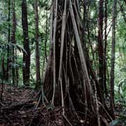 Strangler fig