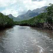 Mangrove forests