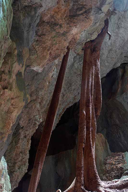 Tree roots in the cave