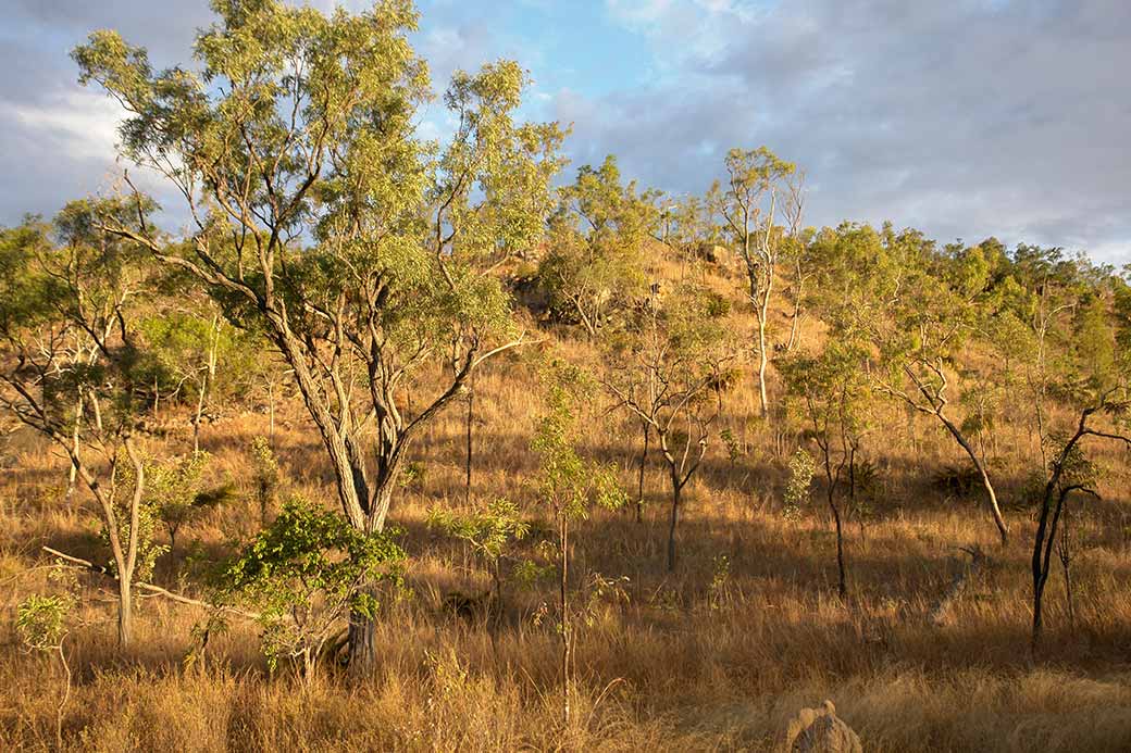 Typical bush landscape