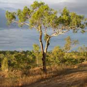 Queensland scrub