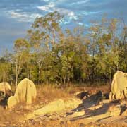 Termite mounds