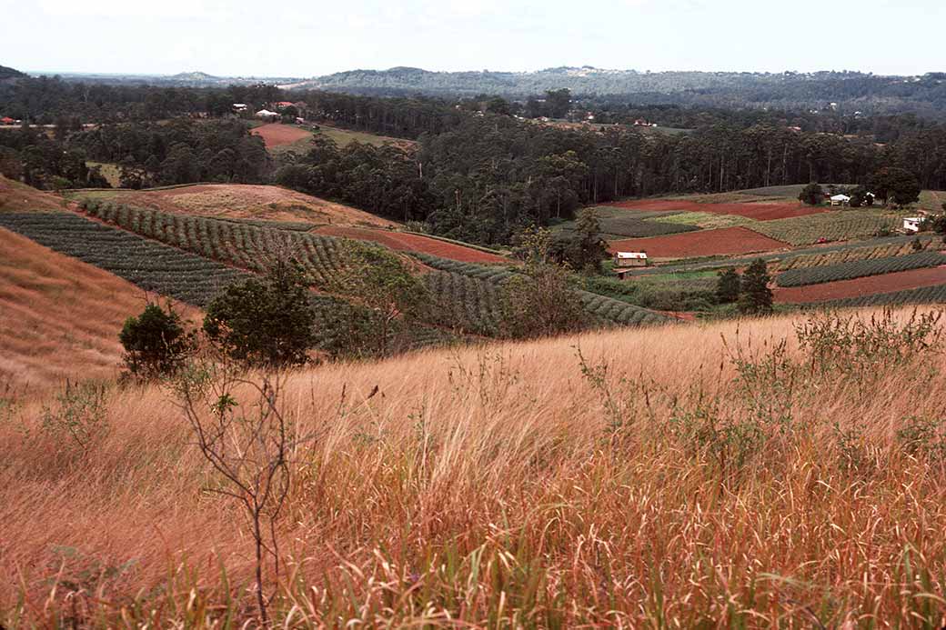 Between Nambour and Montville