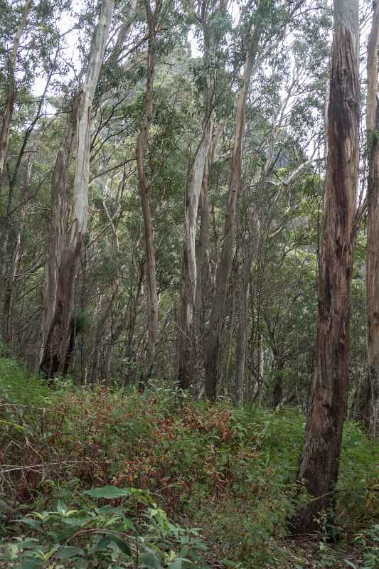 Volcanic plug, Main Range NP