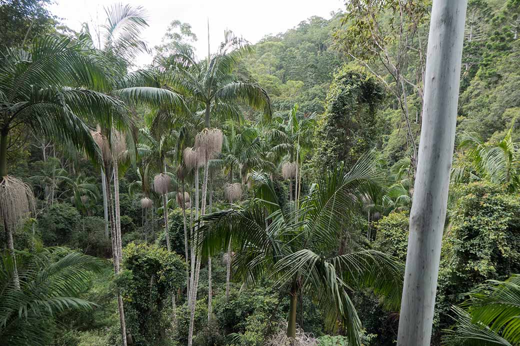 Tamborine Rainforest Skywalk view