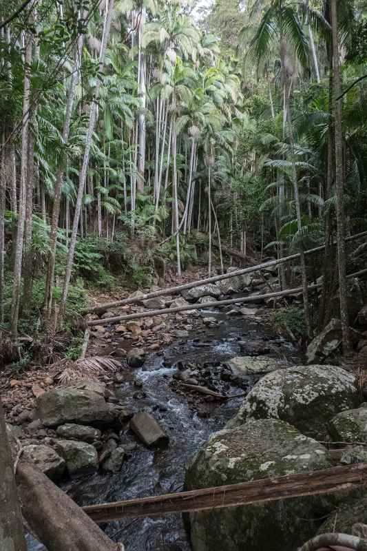 Cedar Creek, Tamborine NP