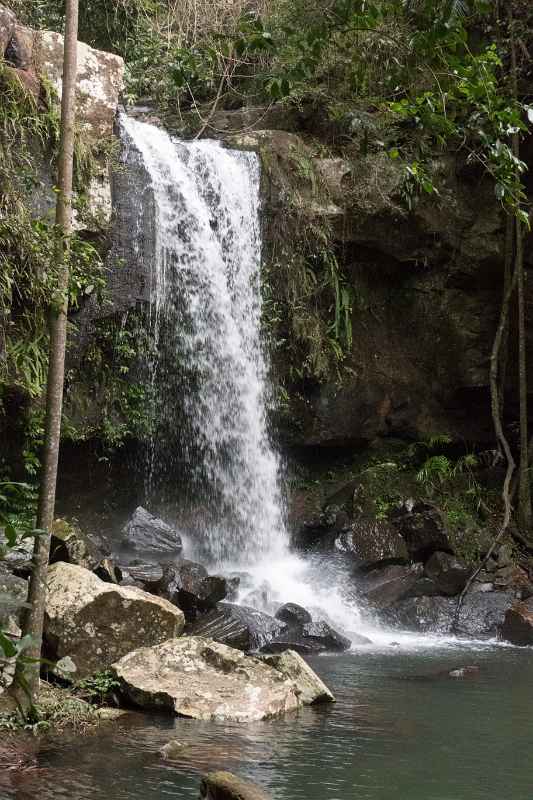 Curtis Falls, Tamborine NP