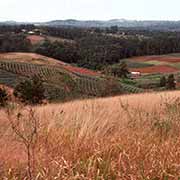 Between Nambour and Montville