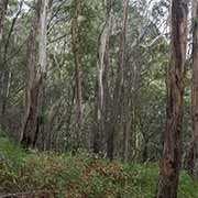 Volcanic plug, Main Range NP