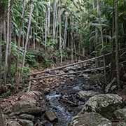 Cedar Creek, Tamborine NP