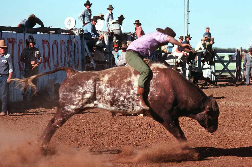 Bucking bull