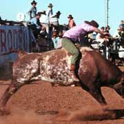 Bucking bull