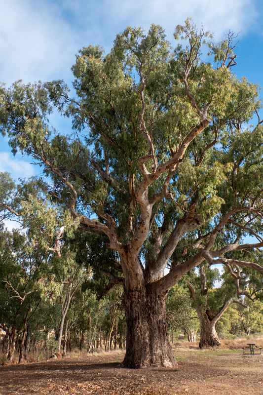 Orroroo Giant Gum Tree