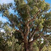 Orroroo Giant Gum Tree