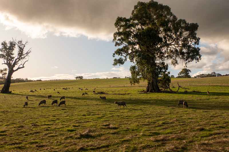 Sheep grazing