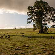 Sheep grazing