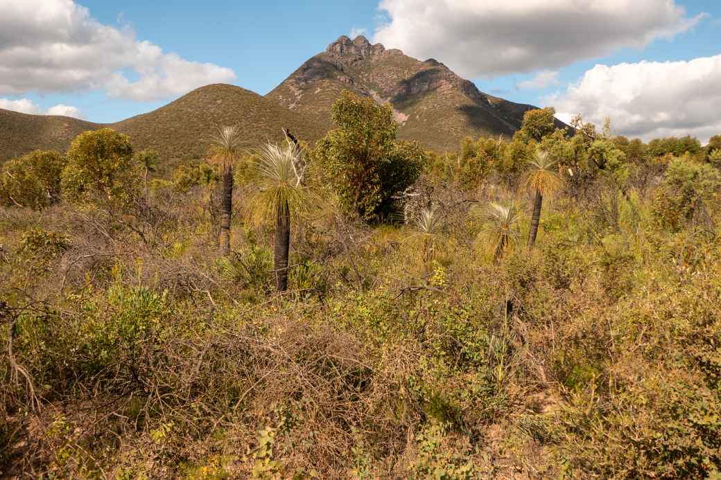 View to Mount Toolbrunup