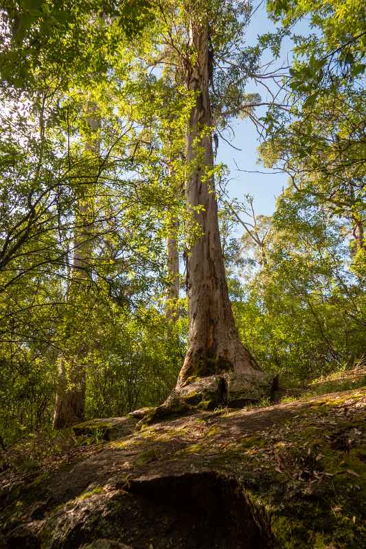 Tree-in-the-Rock